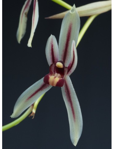 Grammatocymbidium Vitry le François