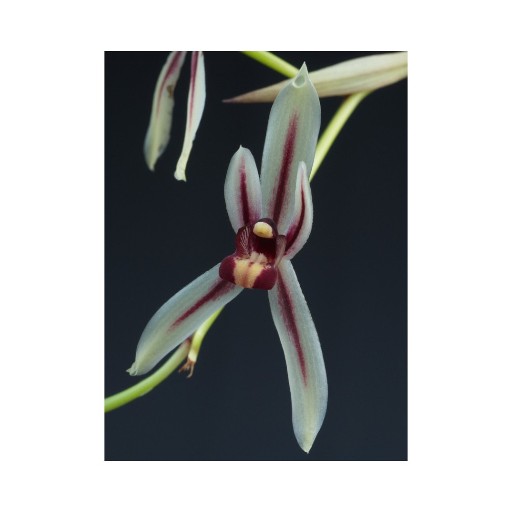 Grammatocymbidium Vitry le François Grammatocymbidium Vitry le François