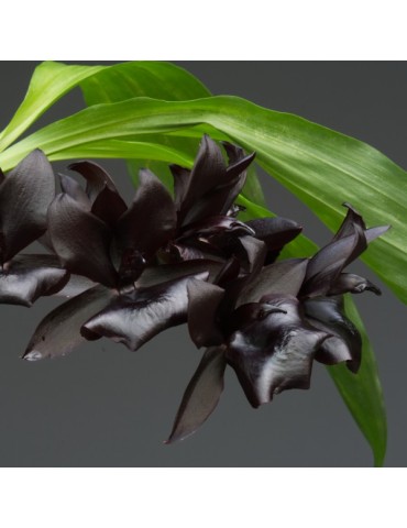 Monnierara Millennium Magic ‘Witch Craft’