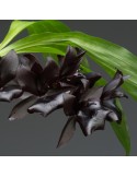 Monnierara Millennium Magic ‘Witch Craft’