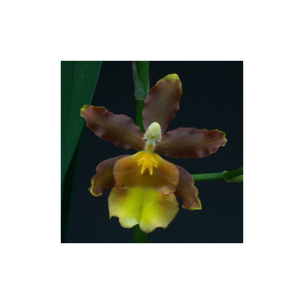 Odontocidium Catatante