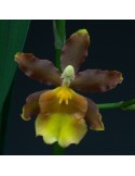 Odontocidium Catatante