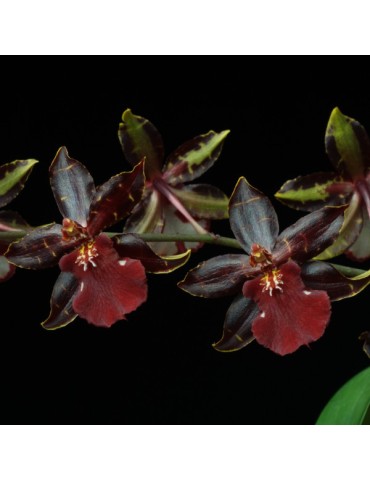 Odyncidium Wildcat
