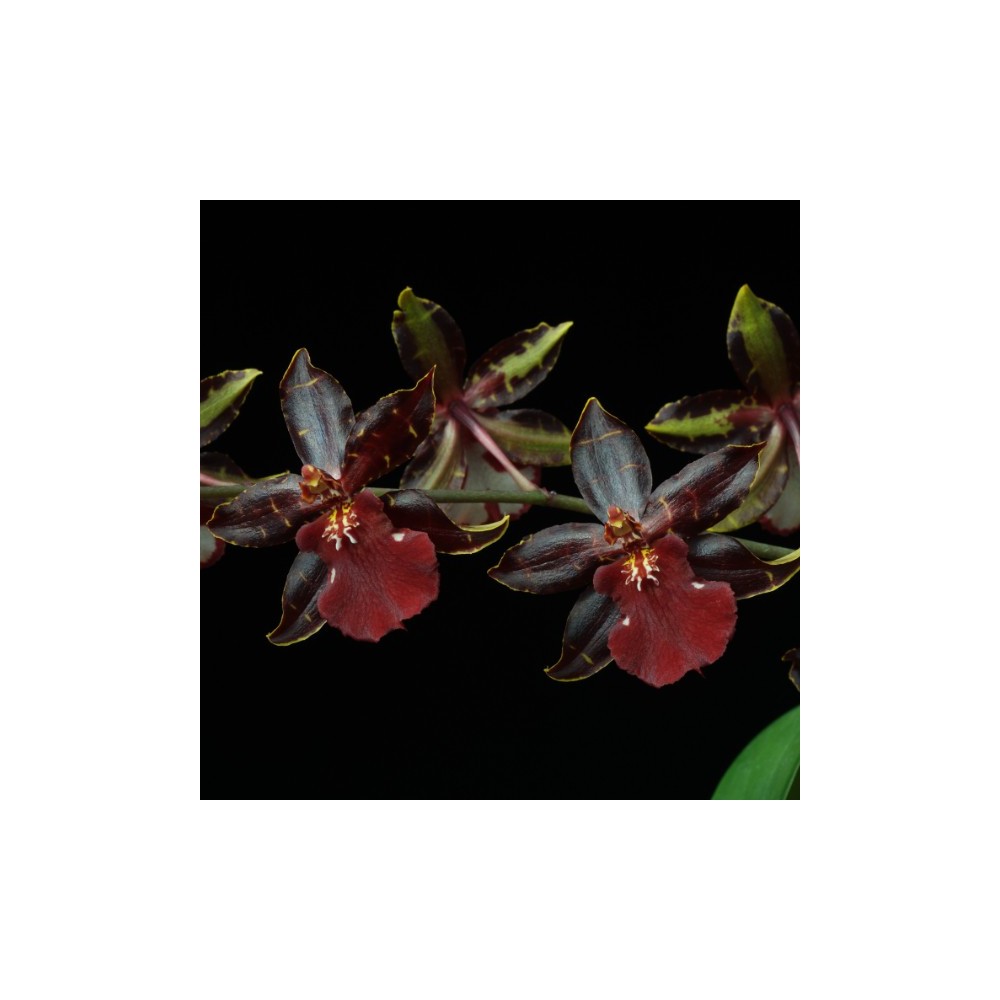 Odyncidium Wildcat