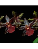 Odyncidium Wildcat
