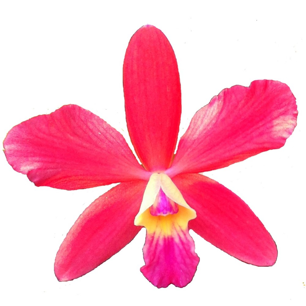 Sophrocattleya Louise