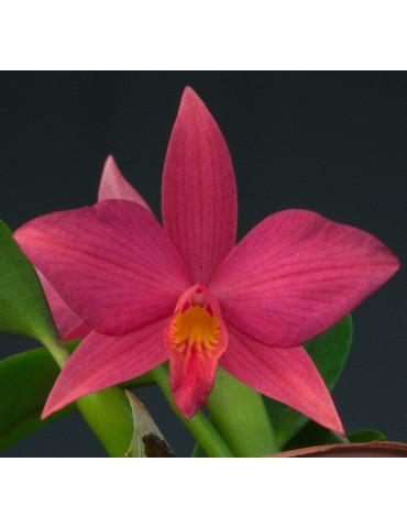 Sophrolaelia Alice