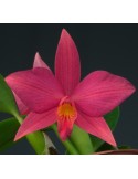 Sophrolaelia Alice