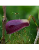 Zootrophion atropurpureum