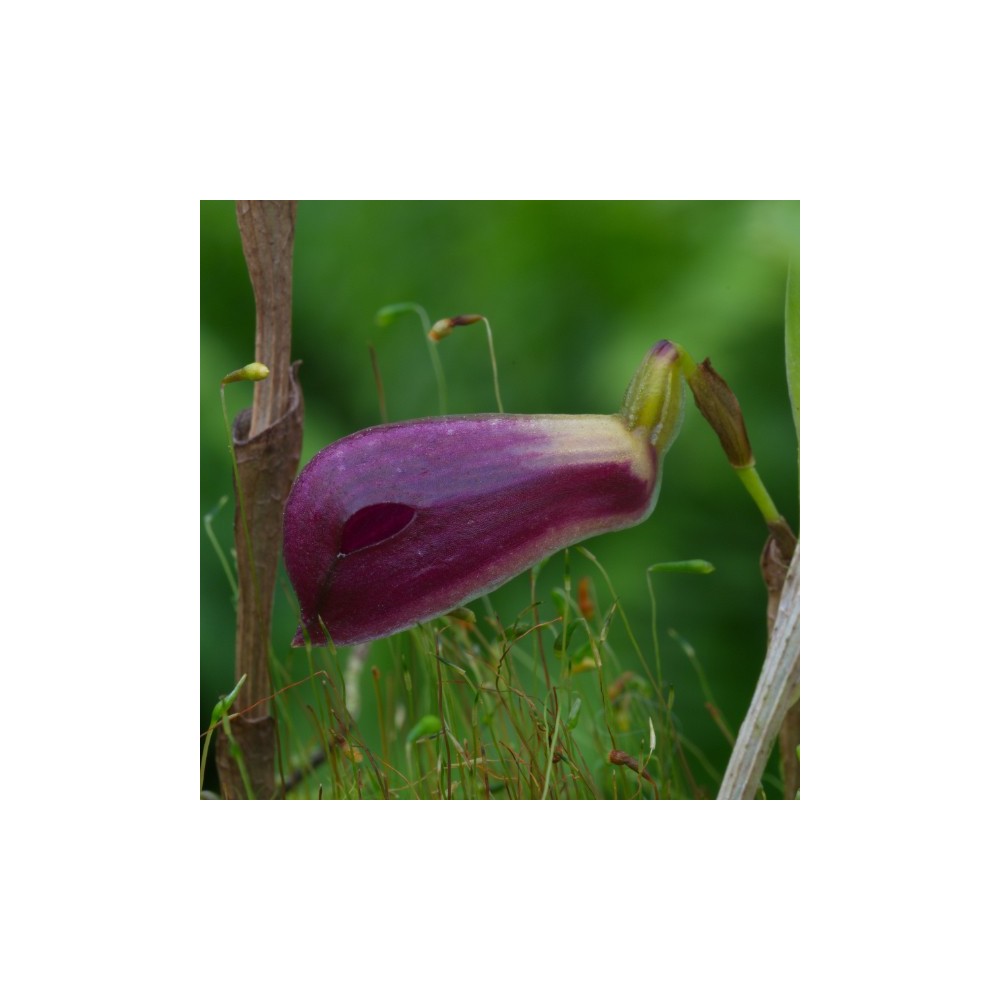 Zootrophion atropurpureum