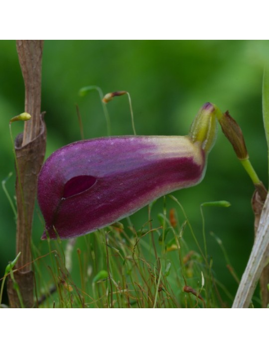 Zootrophion atropurpureum