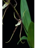 Brassia Toscane