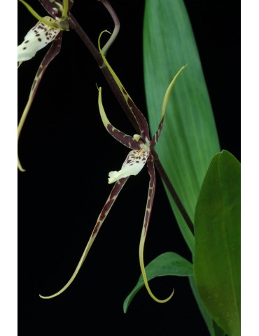 Brassia Toscane 2