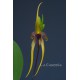 Bulbophyllum Wilbur Chang