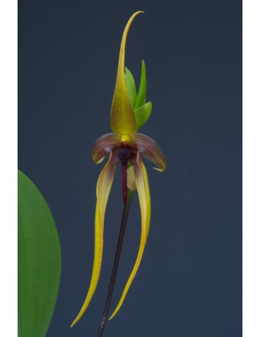 Bulbophyllum Wilbur Chang 2