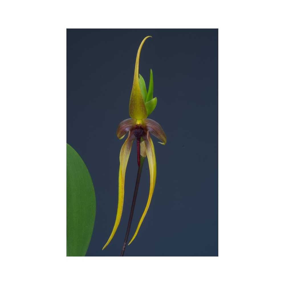 Bulbophyllum Wilbur Chang
