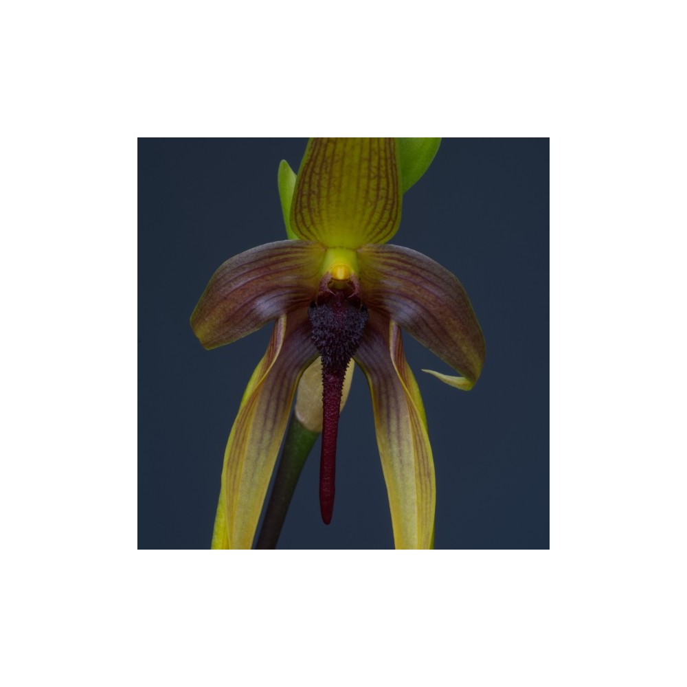 Bulbophyllum Wilbur Chang