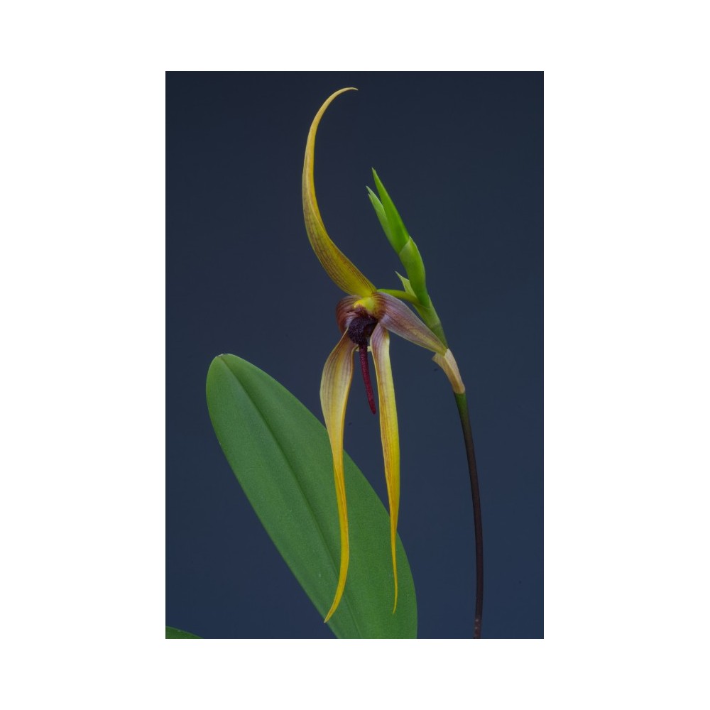 Bulbophyllum Wilbur Chang