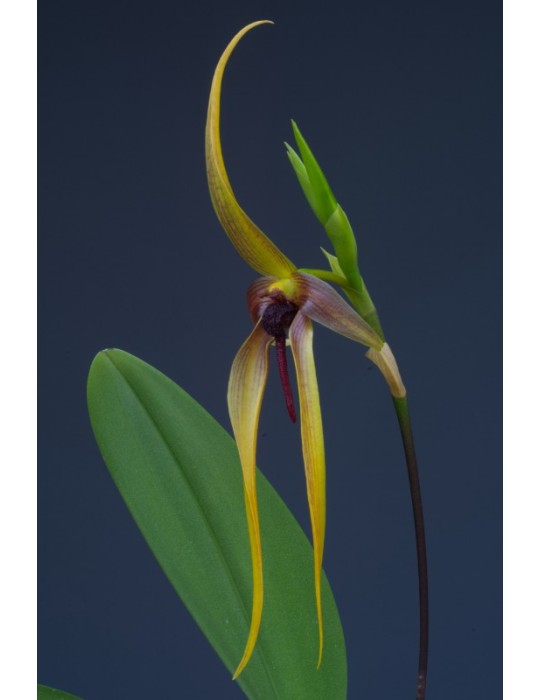 Bulbophyllum Wilbur Chang