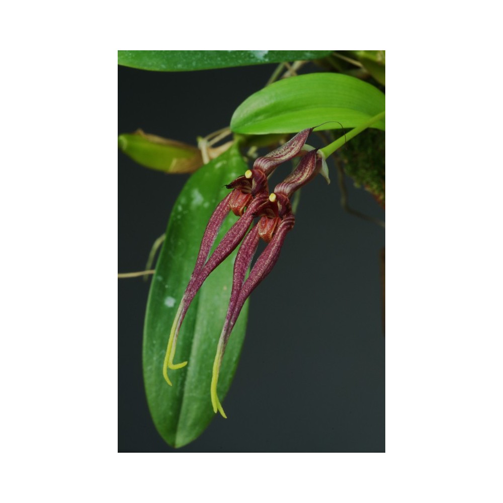 Bulbophyllum biflorum