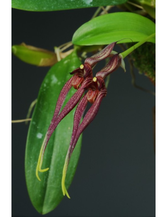 Bulbophyllum biflorum
