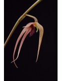 Bulbophyllum sulawesii