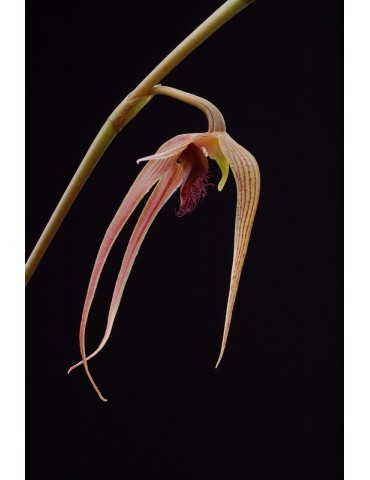 Bulbophyllum sulawesii 2