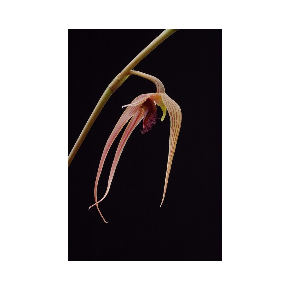 Bulbophyllum sulawesii