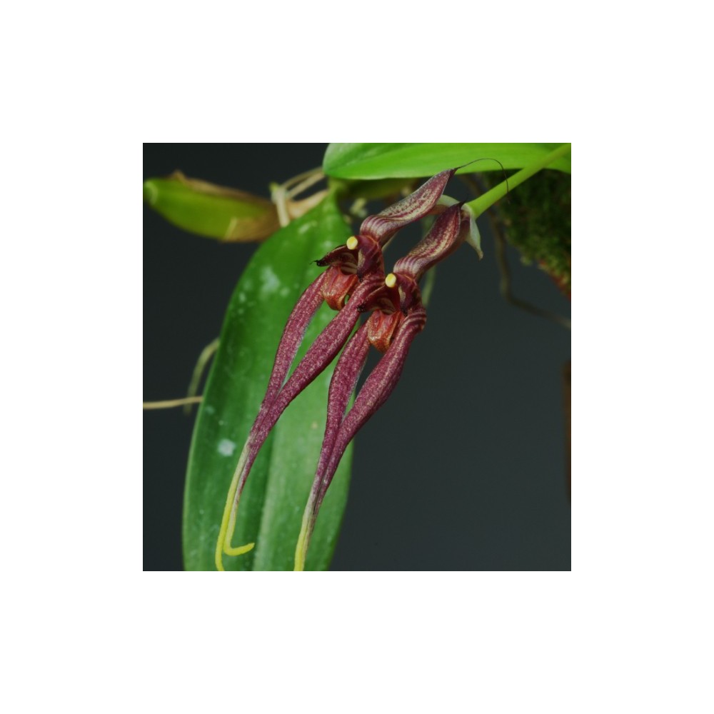 Bulbophyllum biflorum