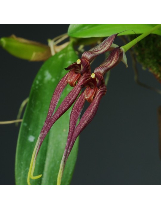Bulbophyllum biflorum