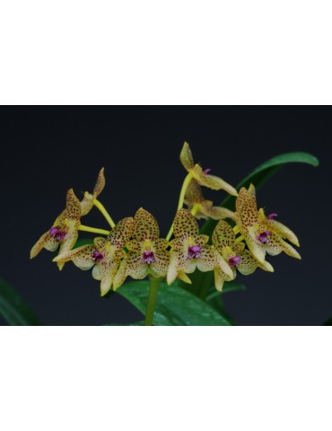 Bulbophyllum guttulatum 2