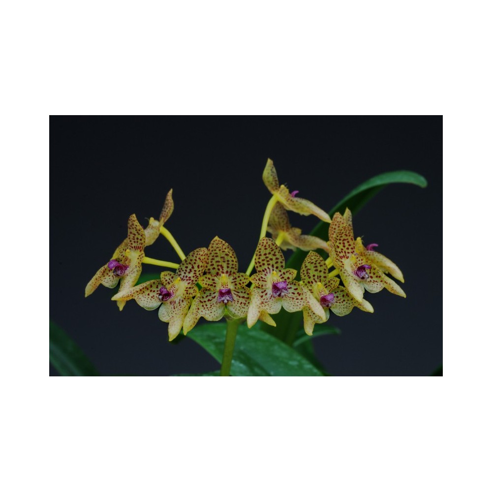 Bulbophyllum guttulatum