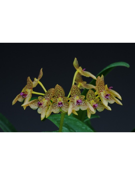 Bulbophyllum guttulatum
