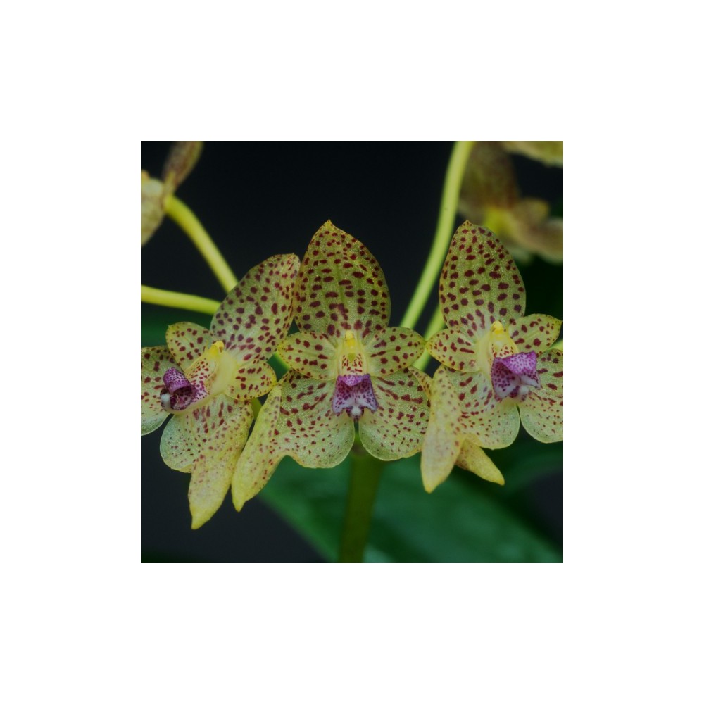 Bulbophyllum guttulatum