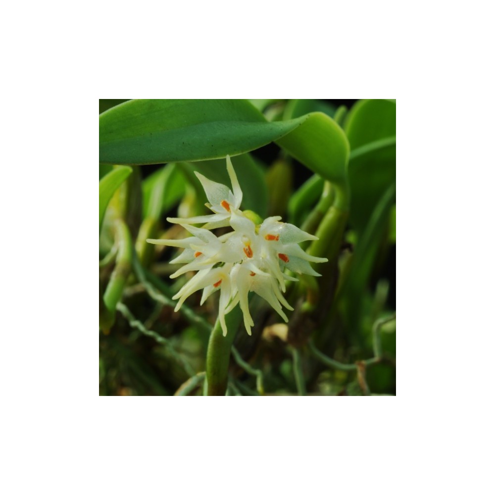 Bulbophyllum odoratissimum Bulbophyllum odoratissimum