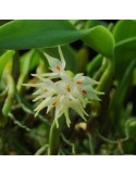 Bulbophyllum odoratissimum