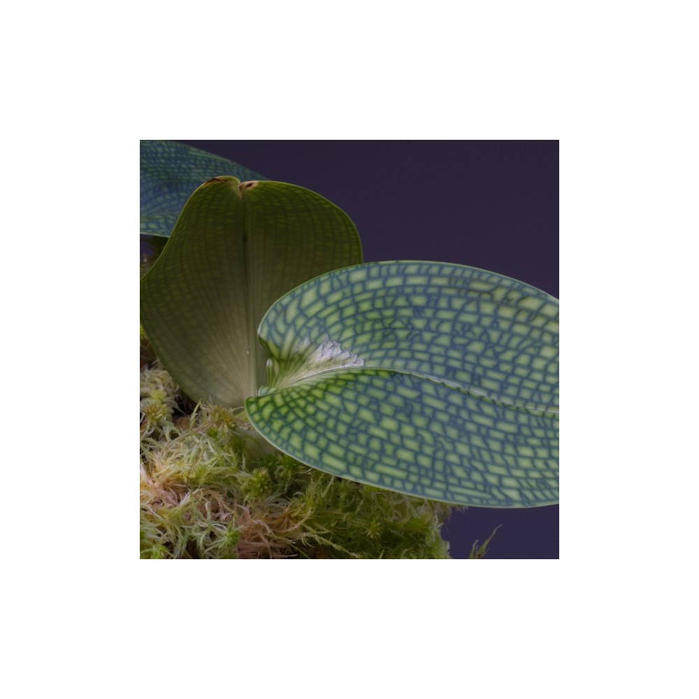 Bulbophyllum reticulatum