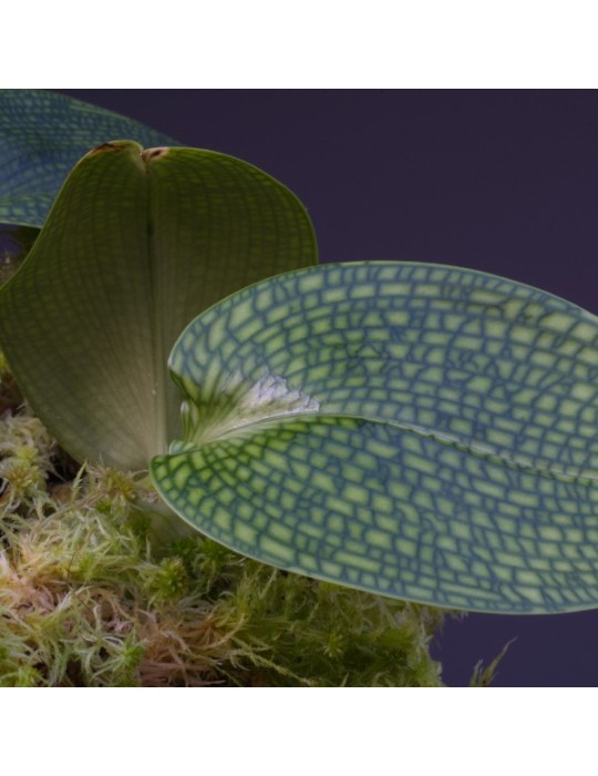 Bulbophyllum reticulatum