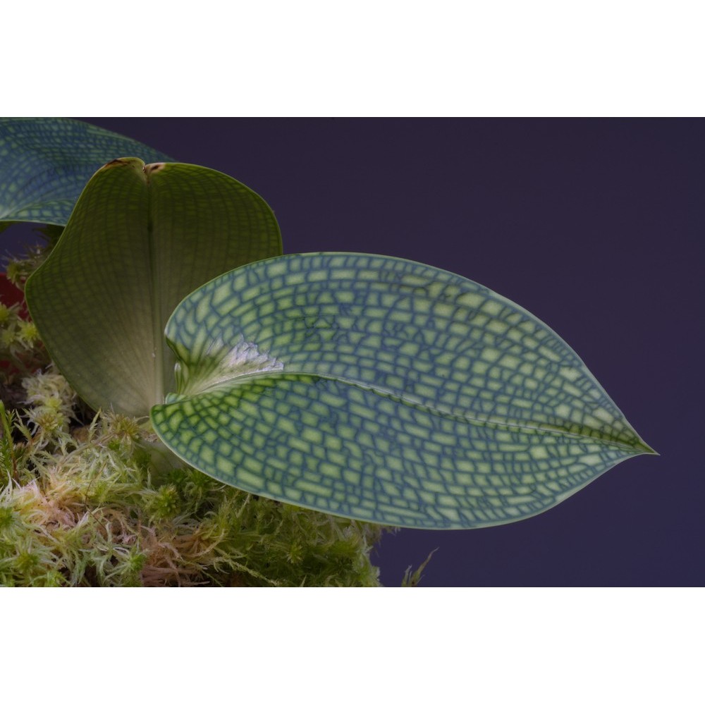 Bulbophyllum reticulatum