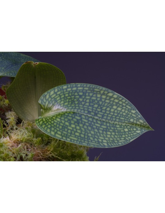 Bulbophyllum reticulatum