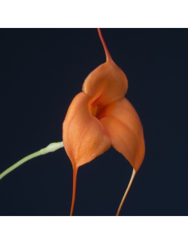 Masdevallia Ted Khoe en sphaigne