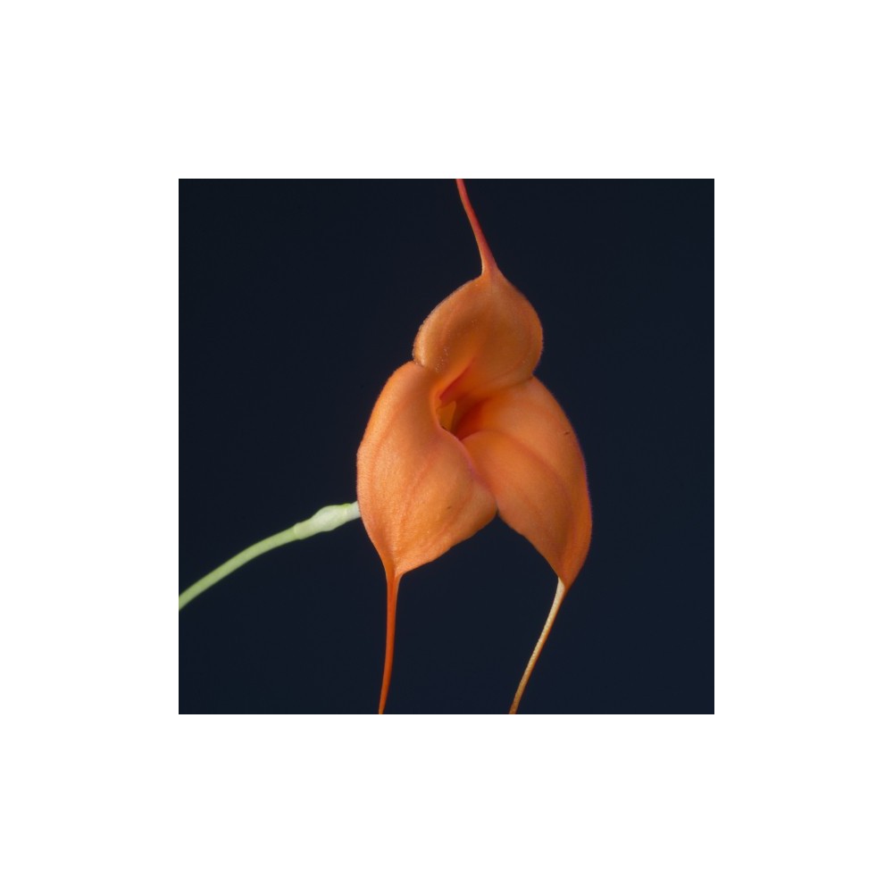 Masdevallia Ted Khoe