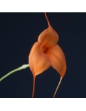 Masdevallia Ted Khoe