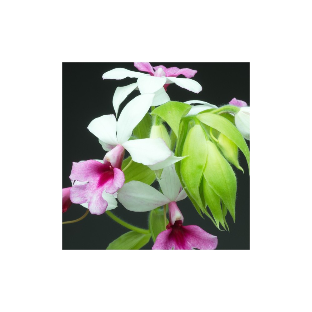 Calanthe Baron Schröder