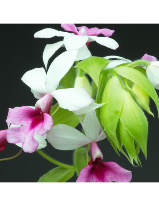 Calanthe Baron Schröder