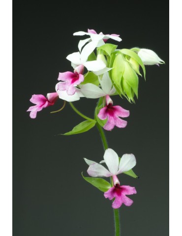 Calanthe Baron Schröder 2