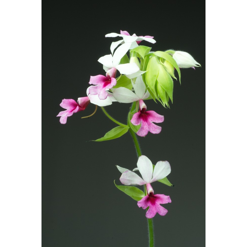 Calanthe Baron Schröder