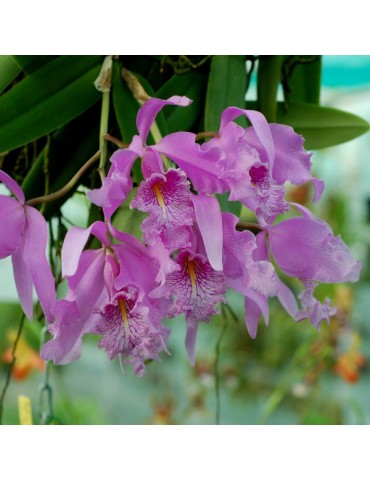 Cattleya maxima