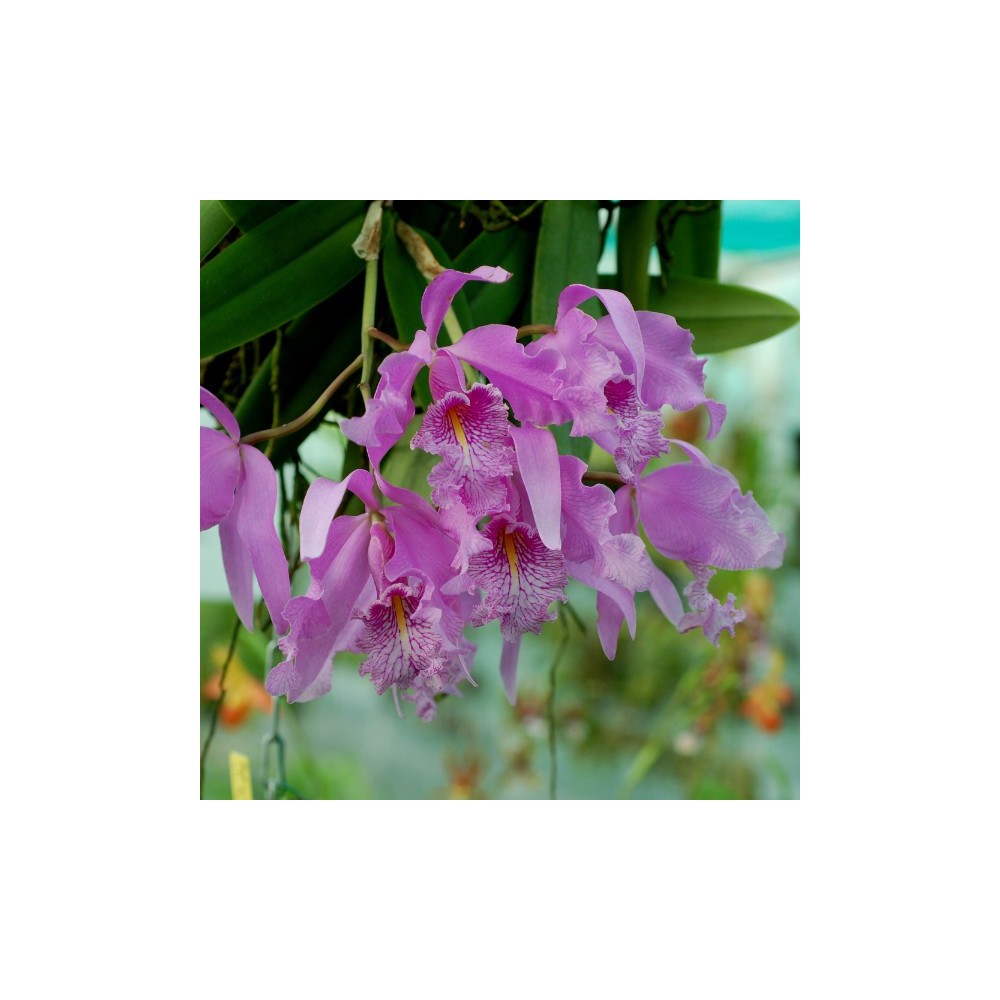 Cattleya maxima Cattleya maxima