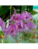 Cattleya maxima